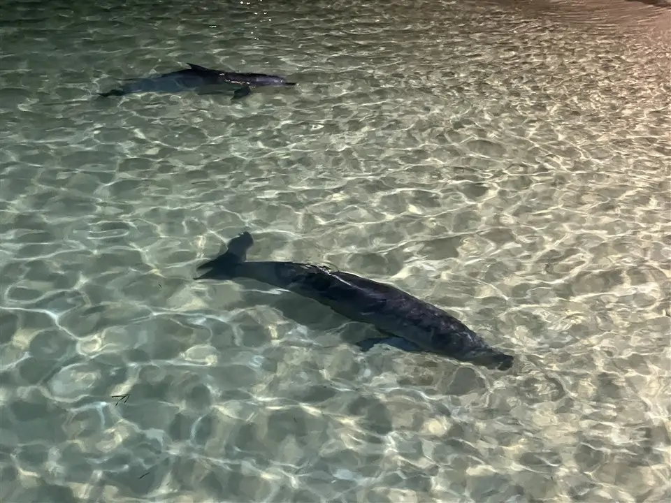 Dolphin Swimming Moreton Island